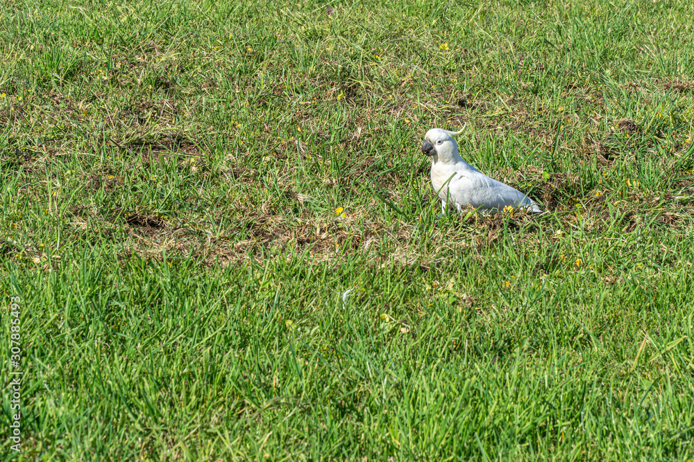 a white cockatoo runs across a green meadow in Australia
