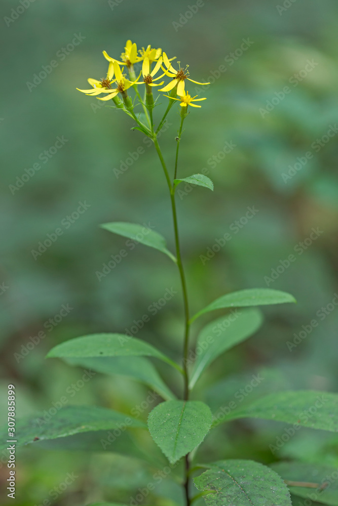 Close look over yellow Wood ragwort flower (Senecio ovatus). The plant Senecio ovatus family Asteraceae at the time of flowering.