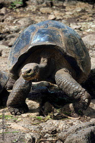 A young Giant Tortoise - Galapagos Islands