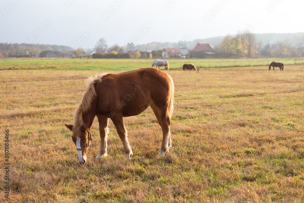 Obraz premium Horse in field. Autumn landscape with countryside in sunny autumn afternoon with horses, pasture and houses