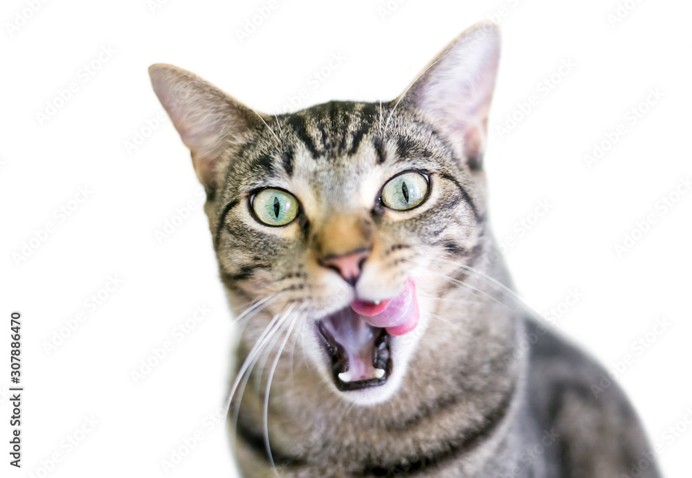 A brown tabby domestic shorthair cat licking its lips with its mouth wide open