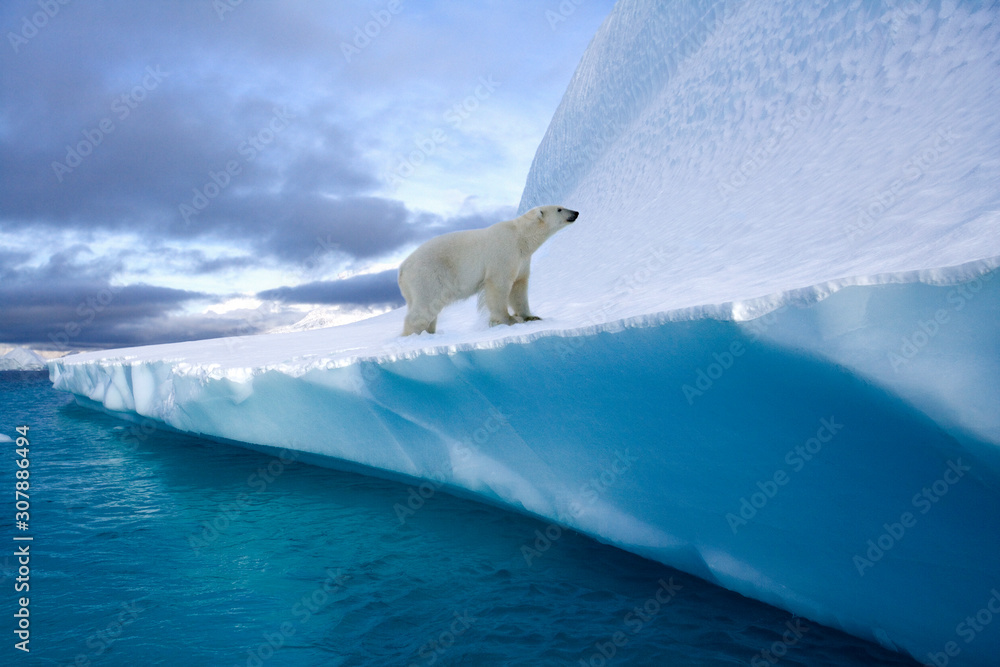 Polar Bear on an iceberg in Northwest Fjord in eastern Greenland - obrazy, fototapety, plakaty 