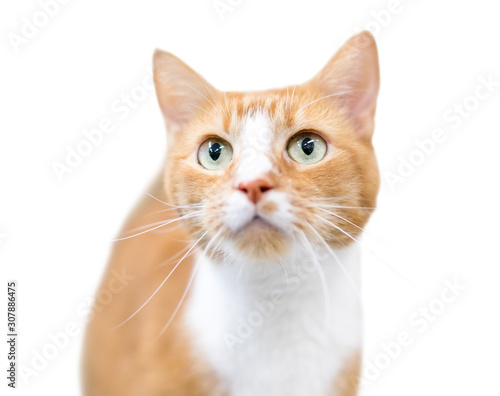 A domestic shorthair cat with orange tabby and white markings gazing upward © Mary Swift