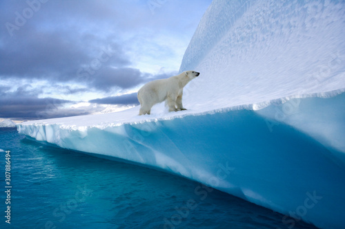 Vászonkép Polar Bear on an iceberg in Northwest Fjord in eastern Greenland