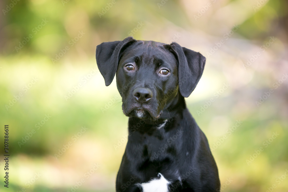 A young black Labrador Retriever mixed breed dog with large floppy ears