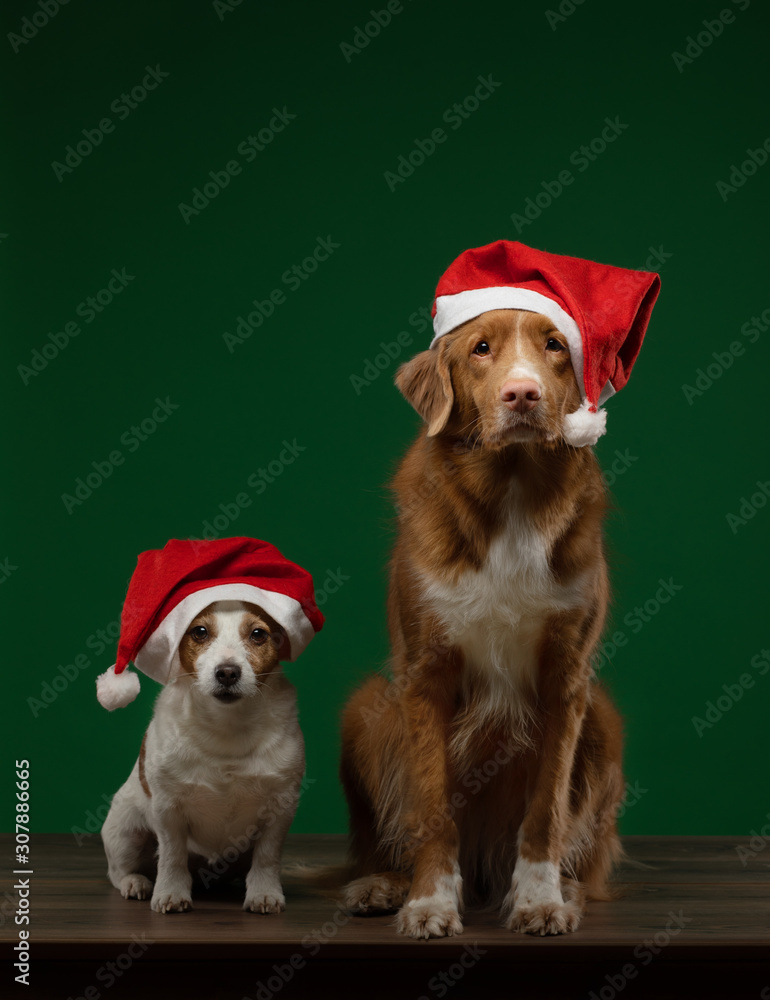 Christmas dog. Pet in a New Year's cap on a green background. Nova Scotia Duck Tolling Retriever and Jack russell terrier Christmas dog. Pet in a New Year's cap on a green background. Nova Scotia Duck Tolling Retriever and Jack russell terrier