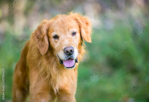 A friendly Golden Retriever dog standing outdoors with a happy expression