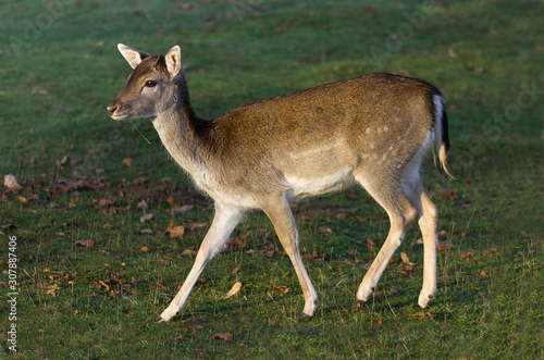 Fallow Deer, Knole Park, Kent, England