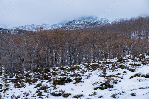 Snowy winter landscape in the Peneda Geres National Park, the only national park in Portugal. Ecology concept. 
