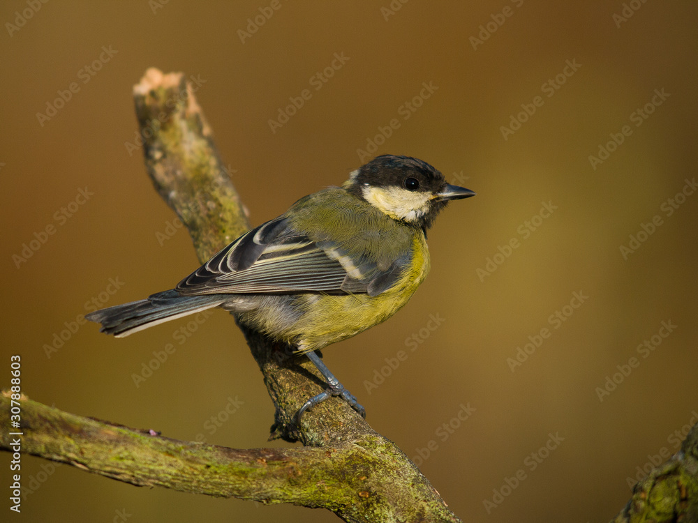 Fototapeta premium Carbonero común