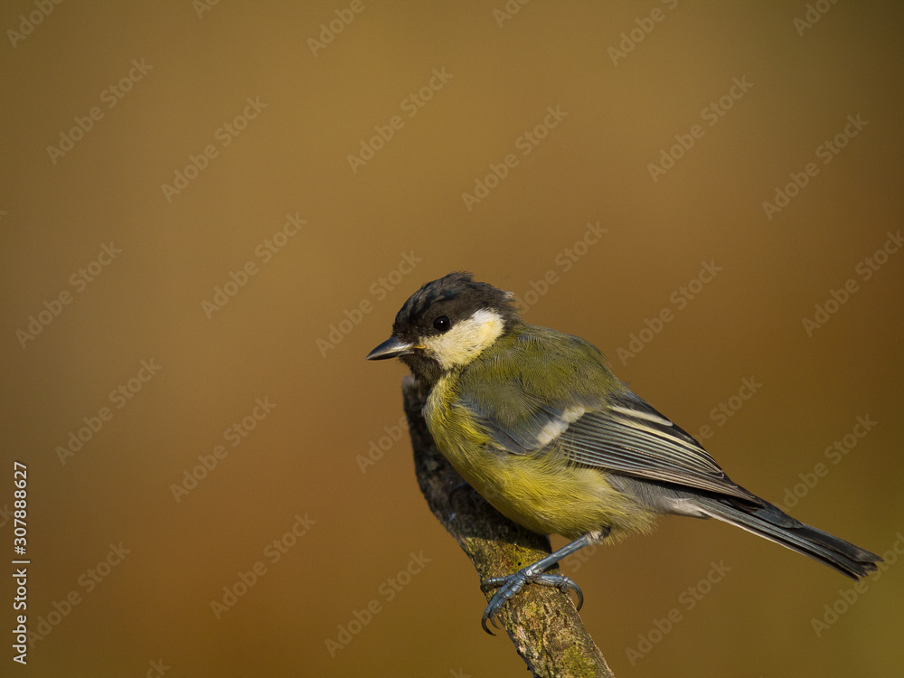 Naklejka premium Wielki cycek