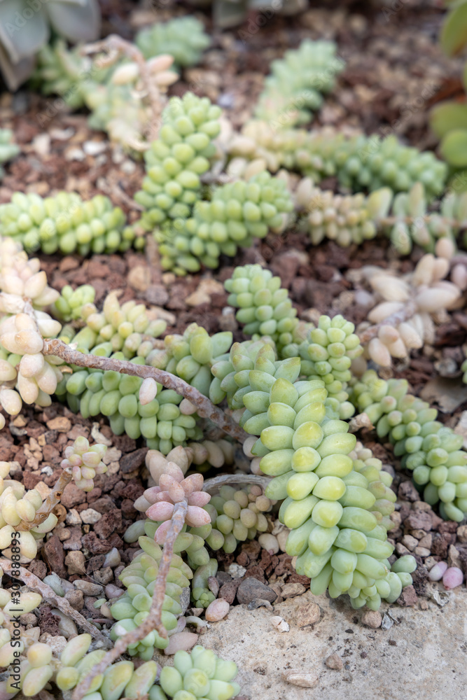 Sedum burrito Moran growing alon the ground Sedum burrito Moran growing alon the ground
