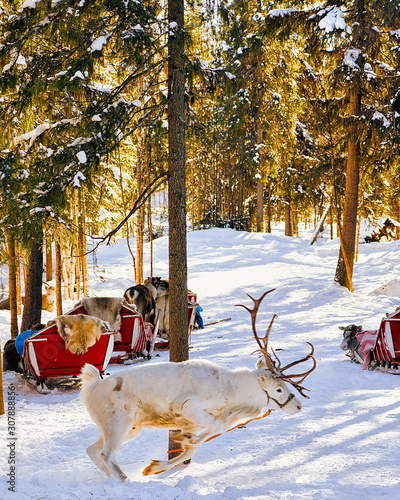 Reindeer sleigh in Finland in Rovaniemi at Lapland farm. Christmas sledge at winter sled ride safari with snow Finnish Arctic north pole. Fun with Norway Saami animals. © Roman Babakin
