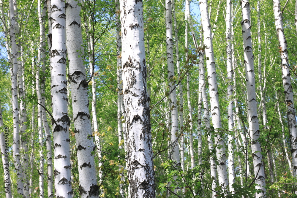 Fototapeta premium Young birch with black and white birch bark in spring in birch grove against background of green birch foliage