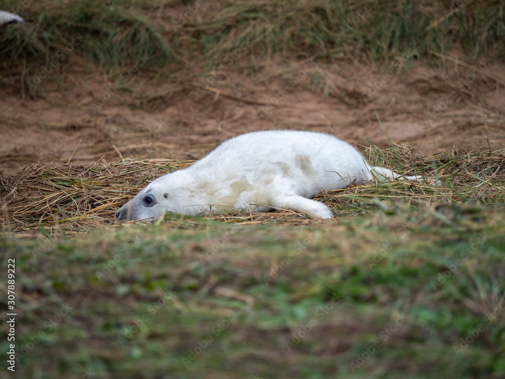 Grey Seal Pup On the Beach Dunes at Donna Nook, Lincolnshire. Grey Seal Pup On the Beach Dunes at Donna Nook, Lincolnshire.