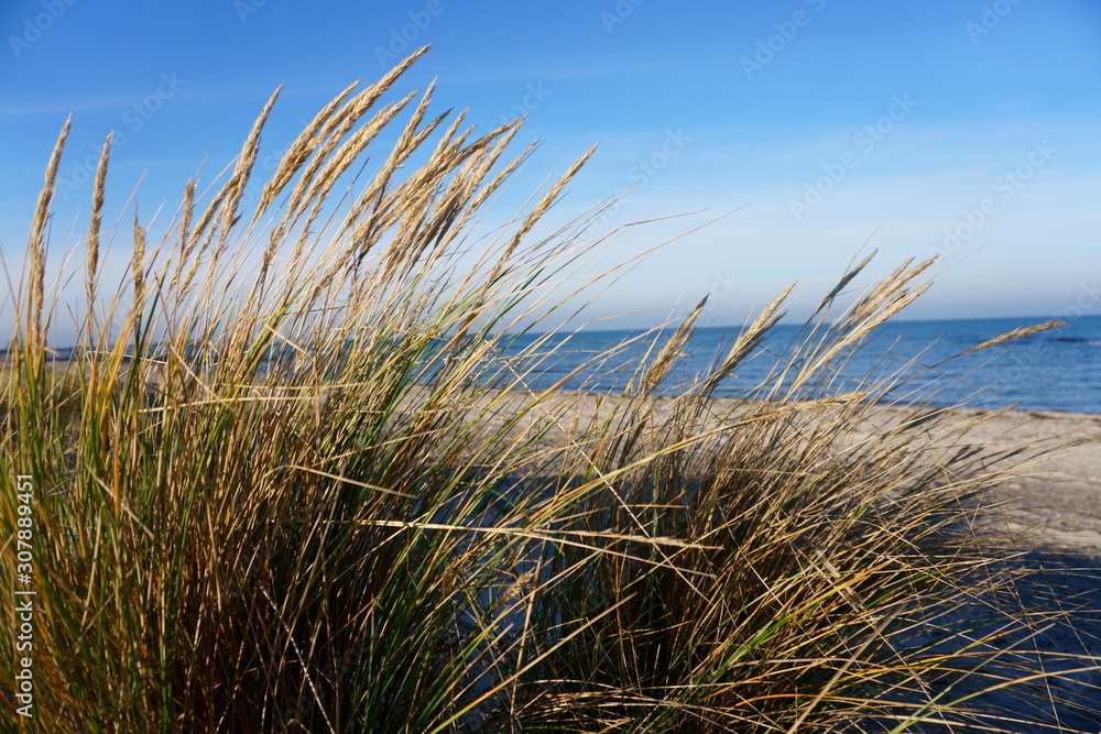 Fototapeta premium Dünengras in der Wintersonne