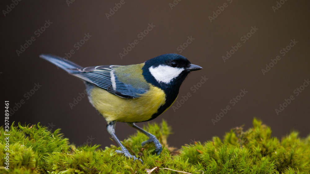 Obraz premium Carbonero común