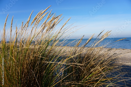 D  nengras in der Wintersonne