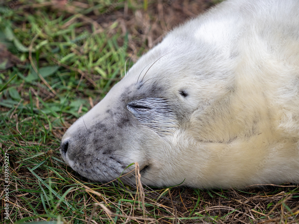Grey Seal Pup On the Beach Dunes at Donna Nook, Lincolnshire. Grey Seal Pup On the Beach Dunes at Donna Nook, Lincolnshire.