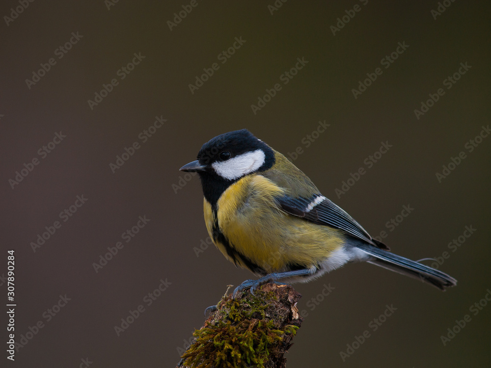 Fototapeta premium Carbonero común