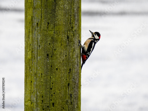 Male great spotted woodpecker on a power pole near Montrose Scotland