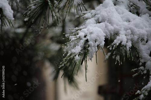 雪景色