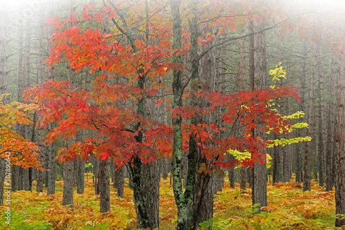 Autumn Maples in Foggy Pine Forest photo