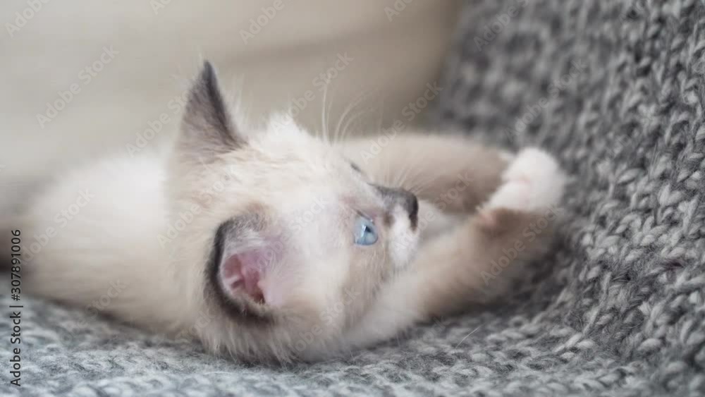 Little cute kitten on the plaid. Gray cut cat at home Little cute kitten on the plaid. Gray cut cat at home