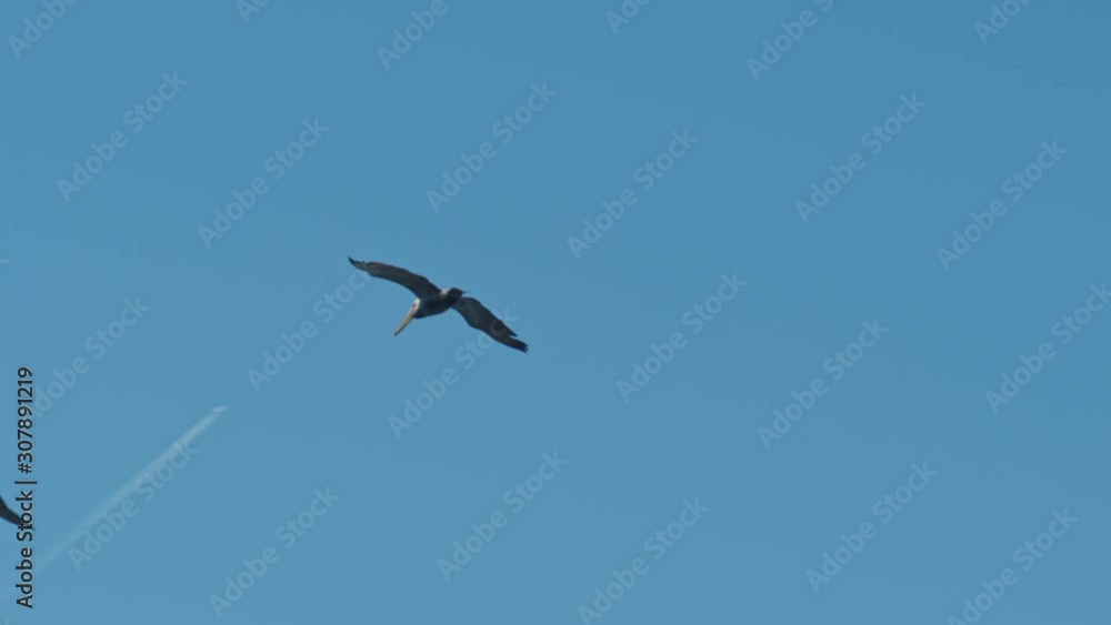 California Brown Pelican flying in the sky California Brown Pelican flying in the sky