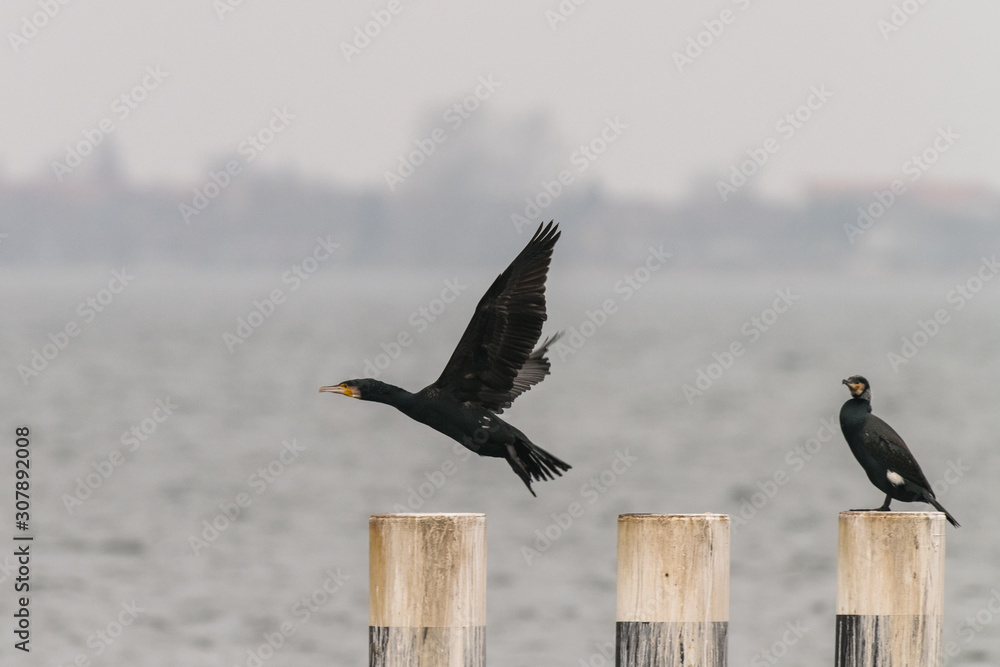 Pair of cormorants on pegs in a harbor