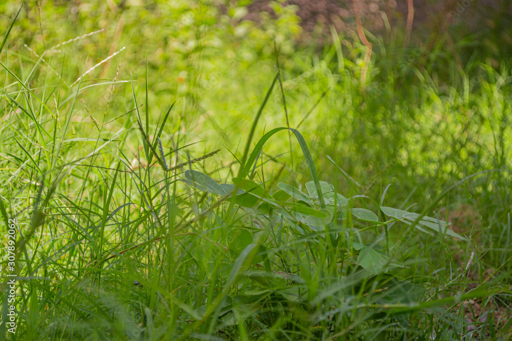 Green and vibrant grass in a sunny day Green and vibrant grass in a sunny day