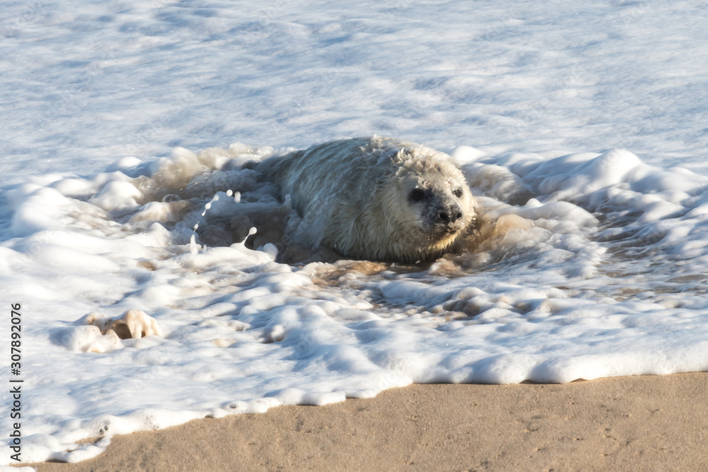 Grey seal pup (baby) Grey seal pup (baby)
