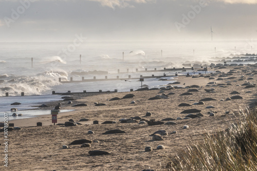 Grey seal colony