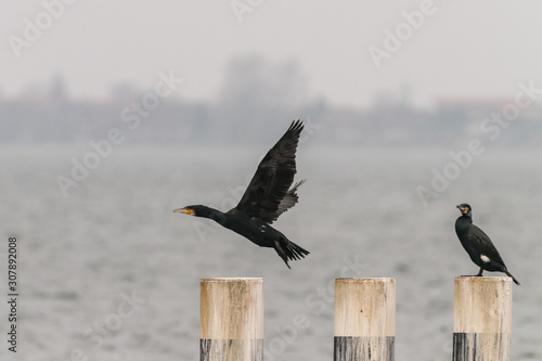 Obraz na płótnie Pair of cormorants on pegs in a harbor w salonie