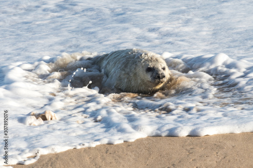 Grey seal pup (baby) © Alison Toon
