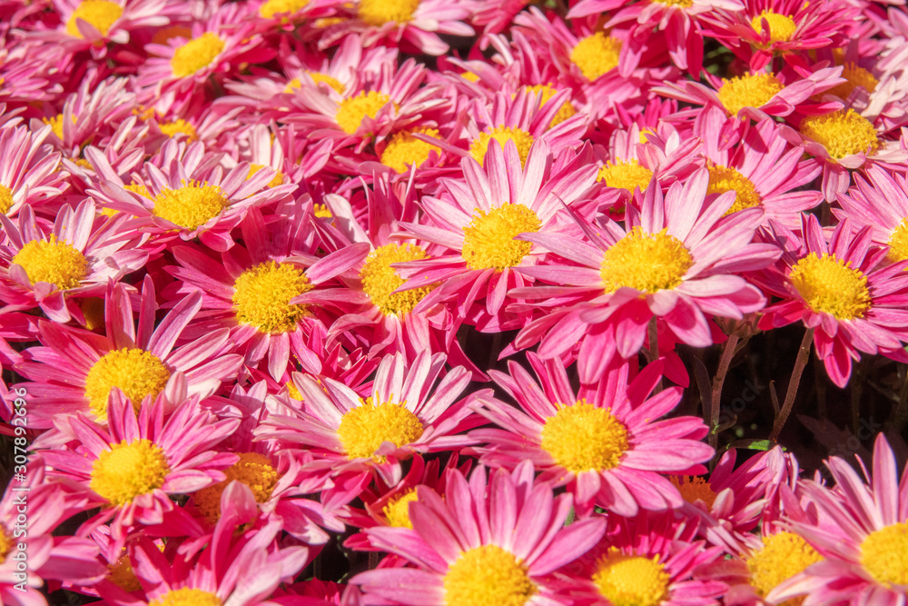 background of flowers background of flowers