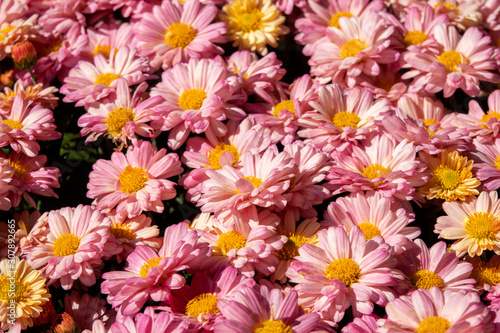 background of flowers