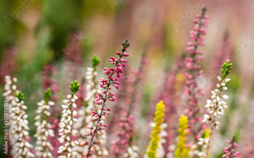 Beautiful flowers close-up. Pink and white flowers on a background of flower beds.