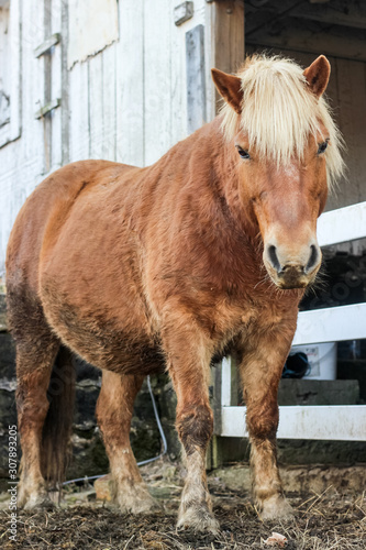 muddy pony next to barn