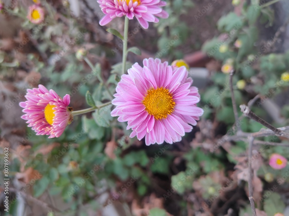 Obraz premium Flower