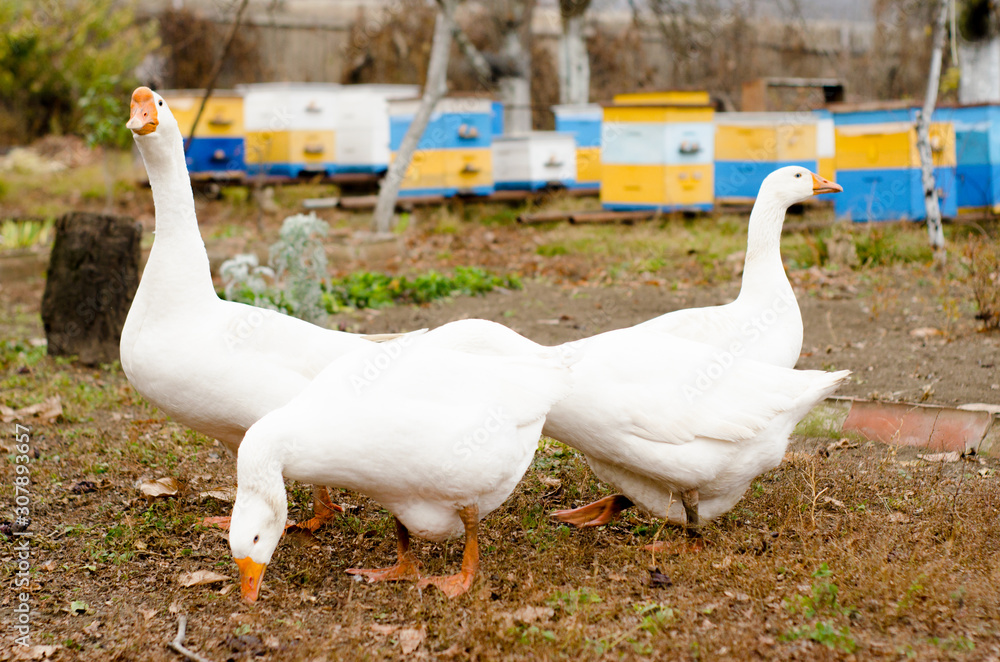 Obraz premium a group of four white geese walks in the backyard, close-up
