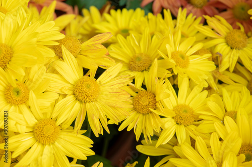 Beautiful flowers as background