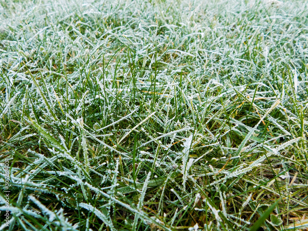 gazon givré un matin d'automne gazon givré un matin d'automne