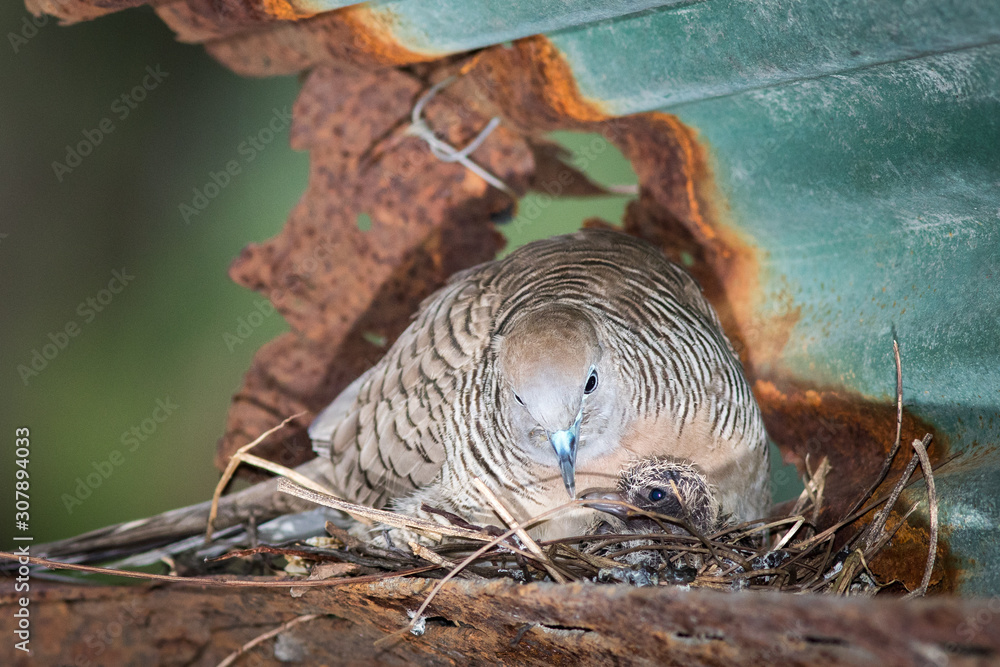 Dove's nest. Dove's nest.