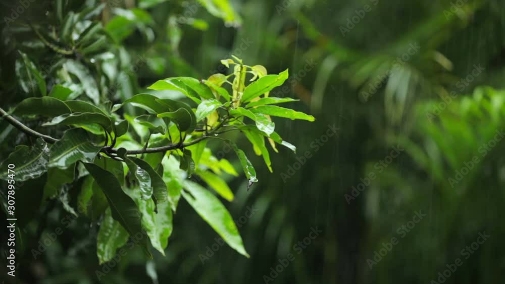 heavy dense tropical rain, focus on tree leafs heavy dense tropical rain, focus on tree leafs
