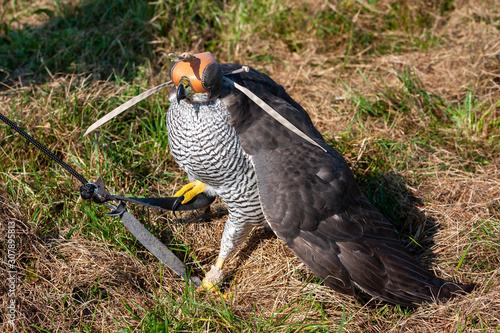 Northern Goshawk sitting on the ground with its hat on the head