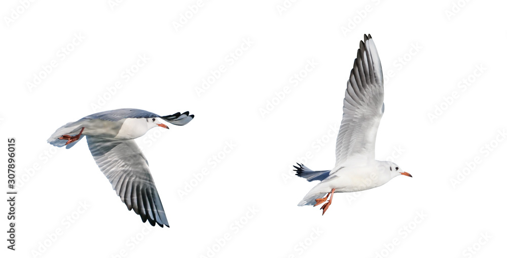 Obraz premium black-headed gull in flight (Chroicocephalus ridibundus), isolated on White background