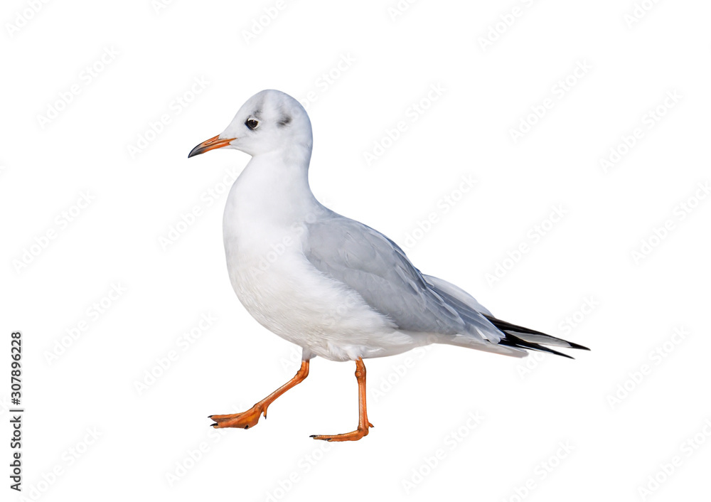 black-headed gull (Chroicocephalus ridibundus), isolated on White background black-headed gull (Chroicocephalus ridibundus), isolated on White background
