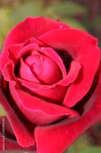 Wallpaper Mural red rose on green background Torontodigital.ca