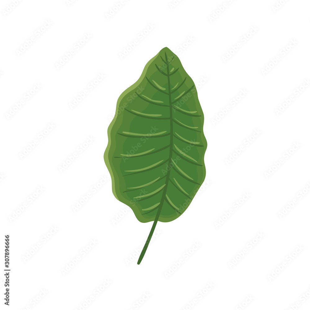leaf nature tropical isolated icon vector illustration design leaf nature tropical isolated icon vector illustration design
